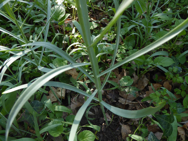 Fritillaria orientalis - Liliaceae